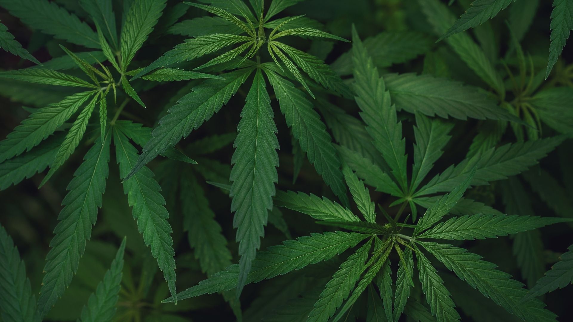 Cannabis: Medicinal vs. Recreational