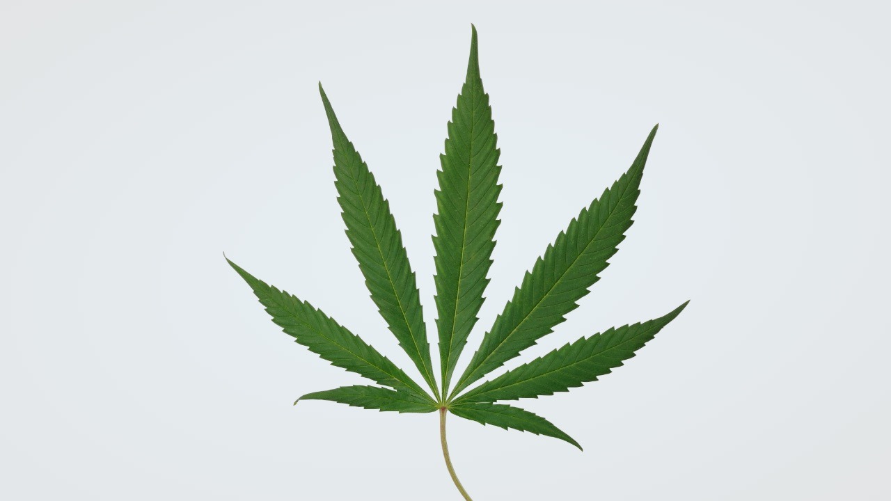Cannabis Consultations